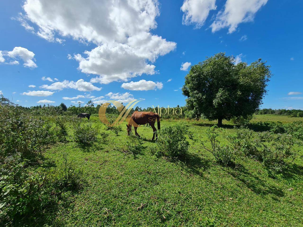 Terreno, 250 hectares - Foto 23