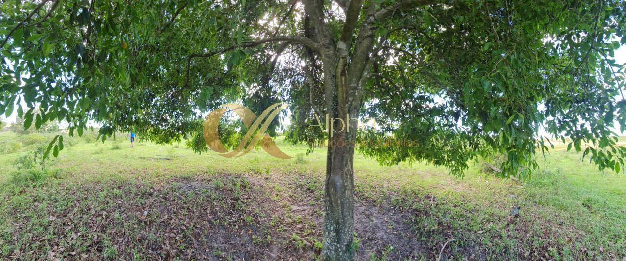 Terreno, 250 hectares - Foto 25